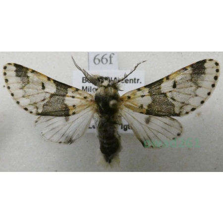 Furcula bicuspis (Borkhausen, 1790) male Widłogonka dwurożka Czech66f